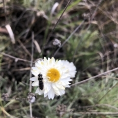 Leucochrysum albicans subsp. tricolor at Belconnen, ACT - 31 Jul 2021