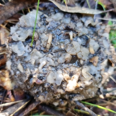 Unverified Convoluted to brain-like [Brain jelly & look-alikes]  at Paddys River, ACT - 30 Jul 2021 by RobG1