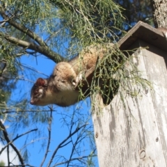 Pseudocheirus peregrinus (Common Ringtail Possum) at Wingecarribee Local Government Area - 27 Sep 2014 by Piggle