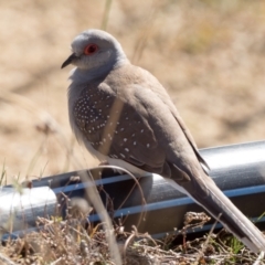 Geopelia cuneata (Diamond Dove) at Namadgi National Park - 31 Jul 2021 by patrickcox