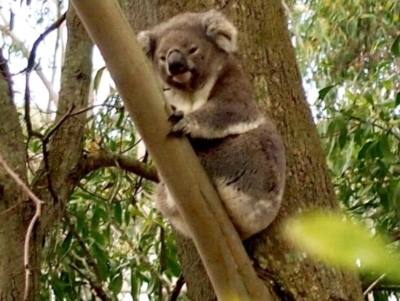 Phascolarctos cinereus (Koala) at Bowral, NSW - 16 Sep 2014 by Piggle