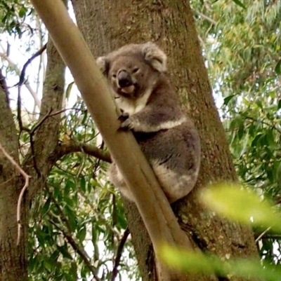 Phascolarctos cinereus (Koala) at Bowral - 16 Sep 2014 by Piggle