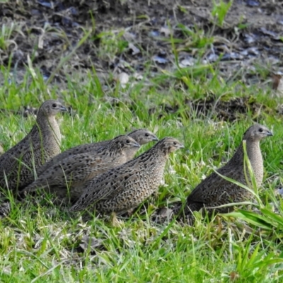 Synoicus ypsilophorus (Brown Quail) at Lions Youth Haven - Westwood Farm A.C.T. - 31 Jul 2021 by HelenCross