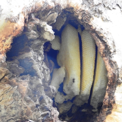 Apis mellifera (European honey bee) at Kambah, ACT - 31 Jul 2021 by HelenCross