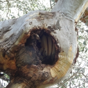 Apis mellifera at Kambah, ACT - 31 Jul 2021