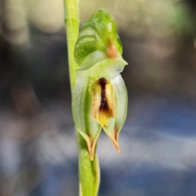 Bunochilus montanus (ACT) = Pterostylis jonesii (NSW) (Montane Leafy Greenhood) at Paddys River, ACT - 30 Jul 2021 by RobG1