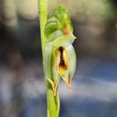 Bunochilus montanus (Montane Leafy Greenhood) at Paddys River, ACT - 30 Jul 2021 by RobG1