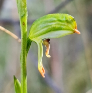 Bunochilus montanus (ACT) = Pterostylis jonesii (NSW) at Paddys River, ACT - suppressed