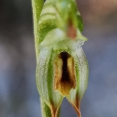 Bunochilus montanus (ACT) = Pterostylis jonesii (NSW) at Paddys River, ACT - suppressed