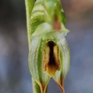 Bunochilus montanus (ACT) = Pterostylis jonesii (NSW) at Paddys River, ACT - suppressed