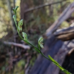 Bunochilus montanus (ACT) = Pterostylis jonesii (NSW) at Paddys River, ACT - suppressed