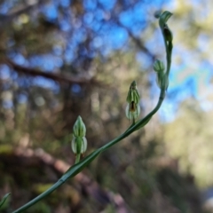 Bunochilus montanus (ACT) = Pterostylis jonesii (NSW) at Paddys River, ACT - 30 Jul 2021