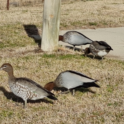 Chenonetta jubata (Australian Wood Duck) at Mount Mugga Mugga - 31 Jul 2021 by Mike