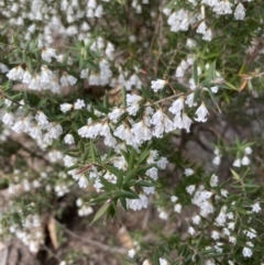 Leucopogon setiger (A Beard Heath) at Wingecarribee Local Government Area - 31 Jul 2021 by JanetMW