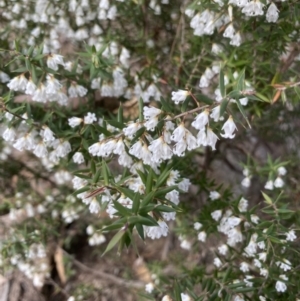 Leucopogon setiger at Woodlands, NSW - 31 Jul 2021