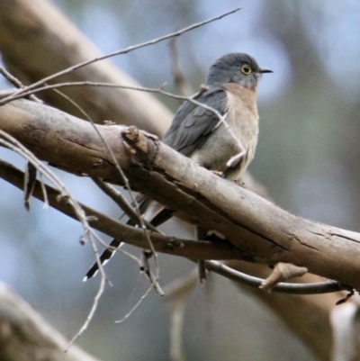 Cacomantis flabelliformis (Fan-tailed Cuckoo) at Albury - 29 Jul 2021 by PaulF