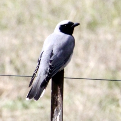 Coracina novaehollandiae (Black-faced Cuckooshrike) at Albury - 29 Jul 2021 by PaulF