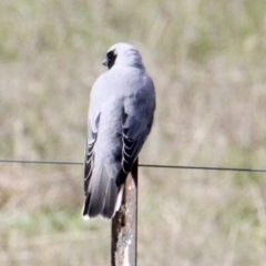 Coracina novaehollandiae at Springdale Heights, NSW - 29 Jul 2021