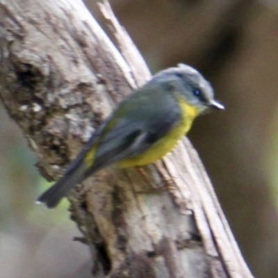 Eopsaltria australis (Eastern Yellow Robin) at Red Light Hill Reserve - 29 Jul 2021 by PaulF