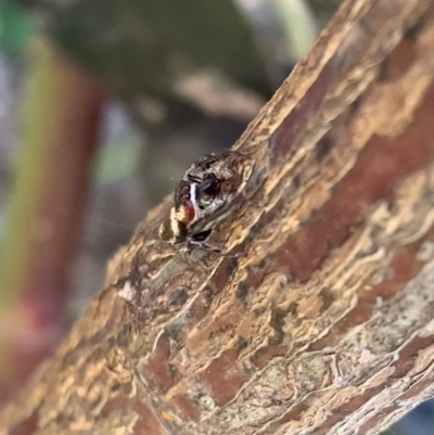 Opisthoncus sp. (genus) (Opisthoncus jumping spider) at Murrumbateman, NSW - 29 Jul 2021 by SimoneC