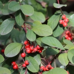 Cotoneaster glaucophyllus (Cotoneaster) at Callum Brae - 31 Jul 2021 by RodDeb