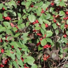 Cotoneaster glaucophyllus at Symonston, ACT - 31 Jul 2021