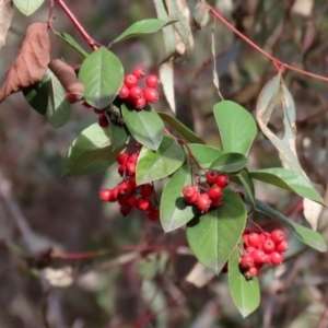 Cotoneaster glaucophyllus at Symonston, ACT - 31 Jul 2021