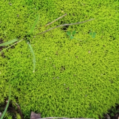 Pottiaceae (family) (A moss) at Callum Brae - 31 Jul 2021 by RodDeb