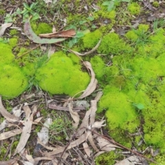 Pottiaceae (family) at Jerrabomberra, ACT - 31 Jul 2021