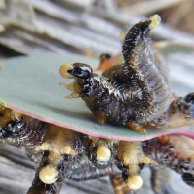 Perga sp. (genus) (Sawfly or Spitfire) at Yass River, NSW - 8 Jul 2021 by SenexRugosus