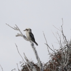 Dacelo novaeguineae (Laughing Kookaburra) at Kama - 27 Jul 2021 by AlisonMilton