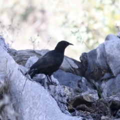 Corcorax melanorhamphos (White-winged Chough) at Holt, ACT - 27 Jul 2021 by AlisonMilton