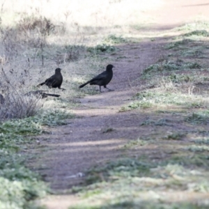 Corcorax melanorhamphos at Holt, ACT - 27 Jul 2021 11:20 AM