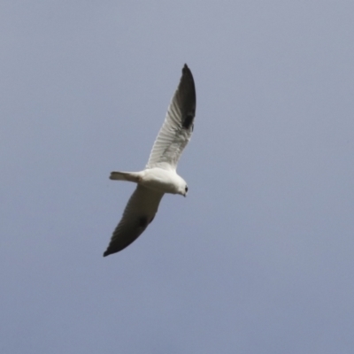 Elanus axillaris (Black-shouldered Kite) at Holt, ACT - 27 Jul 2021 by AlisonMilton