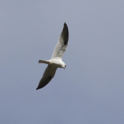 Elanus axillaris (Black-shouldered Kite) at Molonglo River Reserve - 27 Jul 2021 by AlisonMilton