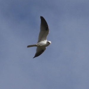 Elanus axillaris at Holt, ACT - 27 Jul 2021