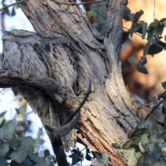 Podargus strigoides (Tawny Frogmouth) at Hughes Grassy Woodland - 29 Jul 2021 by AlisonMilton