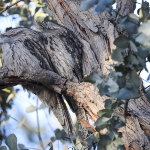 Podargus strigoides at Hughes, ACT - 29 Jul 2021