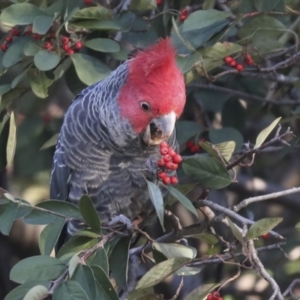 Callocephalon fimbriatum at Hughes, ACT - 29 Jul 2021