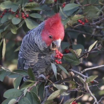 Callocephalon fimbriatum (Gang-gang Cockatoo) at Red Hill to Yarralumla Creek - 29 Jul 2021 by AlisonMilton