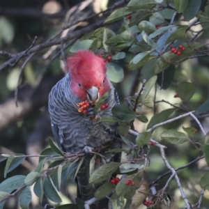 Callocephalon fimbriatum at Hughes, ACT - 29 Jul 2021