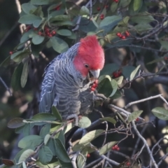 Callocephalon fimbriatum at Hughes, ACT - 29 Jul 2021