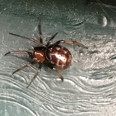 Steatoda capensis (South African cupboard spider) at Garran, ACT - 24 Jul 2021 by Tapirlord