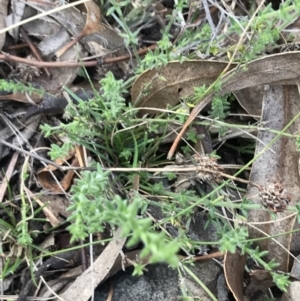 Galium gaudichaudii subsp. gaudichaudii at O'Malley, ACT - 24 Jul 2021
