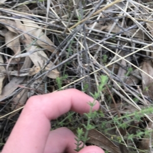 Galium gaudichaudii subsp. gaudichaudii at O'Malley, ACT - 24 Jul 2021