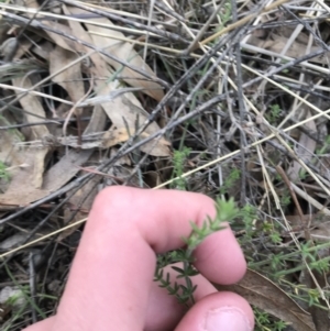 Galium gaudichaudii subsp. gaudichaudii at O'Malley, ACT - 24 Jul 2021 03:53 PM