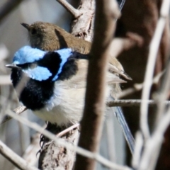 Malurus cyaneus (Superb Fairywren) at Springdale Heights, NSW - 27 Jul 2021 by PaulF