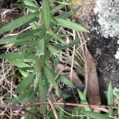 Grevillea (genus) (Grevillea) at O'Malley, ACT - 24 Jul 2021 by Tapirlord