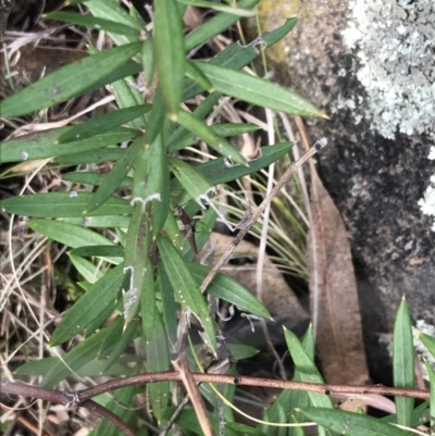 Grevillea (genus) (Grevillea) at O'Malley, ACT - 24 Jul 2021 by Tapirlord