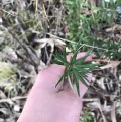 Grevillea sp. at O'Malley, ACT - 24 Jul 2021